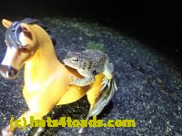 /home//u458753944/public_html/sourcegallery//Roxborough Toad Detour/2021/2021-03-28/P3280096.JPG
